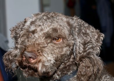 Lagotto romagnolo close up