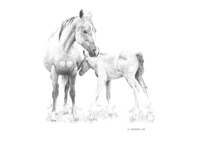 Mare and Foal