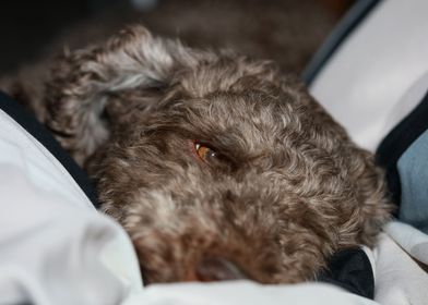 Lagotto romagnolo close up
