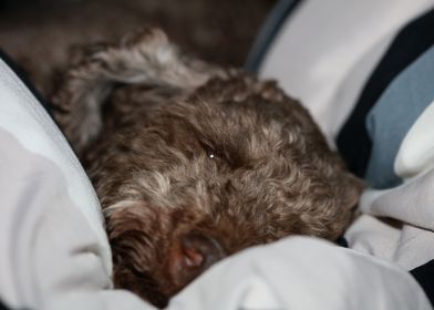 Lagotto romagnolo close up