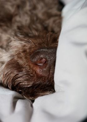 Lagotto romagnolo close up