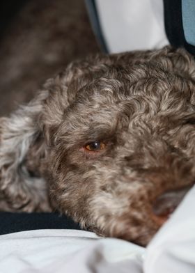 Lagotto romagnolo close up
