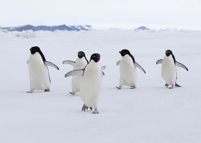 Adelie Penguins on Ice 