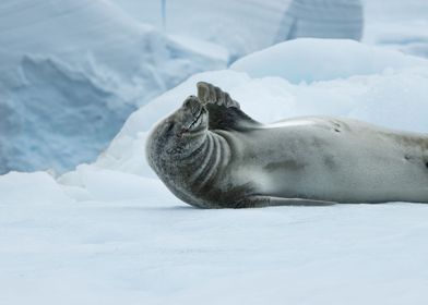 Crabeater Seal Relaxing