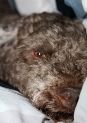 Lagotto romagnolo close up