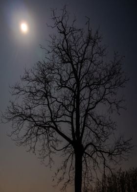 Lone tree in the Moonlight