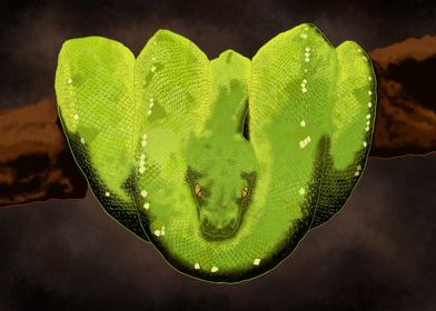 Green Boa