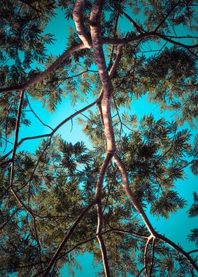 large tree canopy