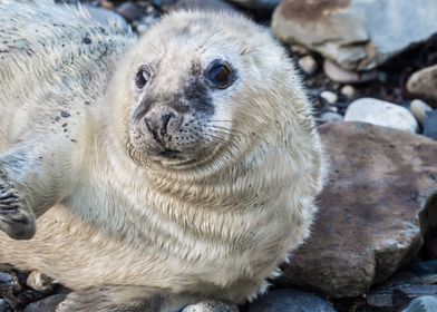 Atlantic Seal Pup