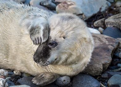 Atlantic Grey Seal Pup