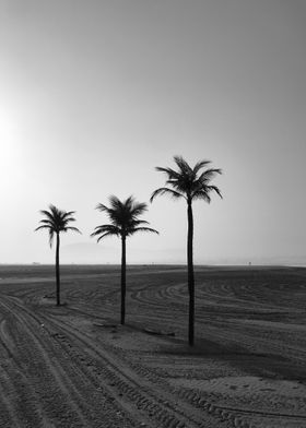 Tree Palms and Sands