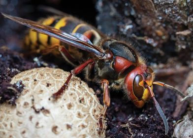 Hornet on a mushroom