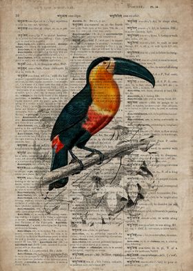 Toucan on old paper