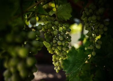 Green grapes