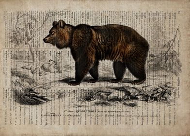 Bear on old paper