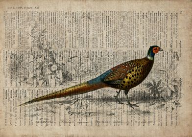 Pheasant on old paper