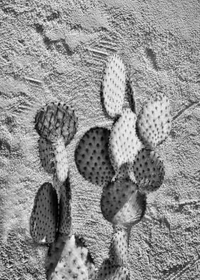 cactus in Tucson