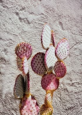 cactus in Tucson