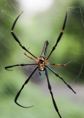 spider wildlife