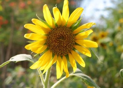 Beautiful Fresh Sunflower