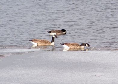 Geese in frozen pond