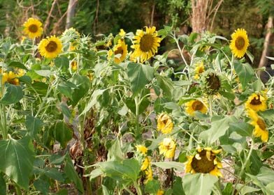 Beautiful Fresh Sunflower