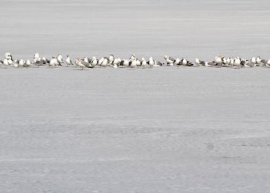 Winter birds in a row