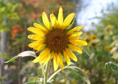 Beautiful Fresh Sunflower