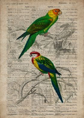 Parrots on old paper