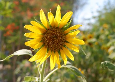 Beautiful Fresh Sunflower