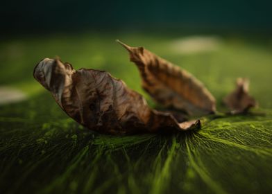 Leaf on algae