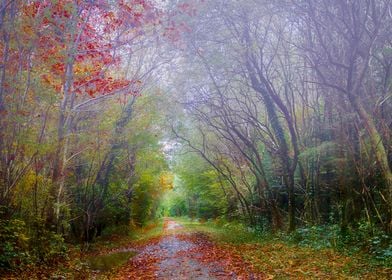 Forest in the Mist