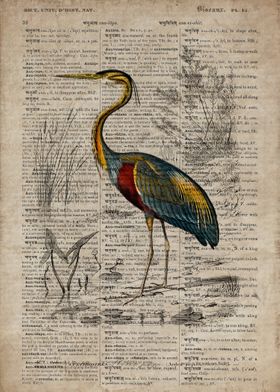 A heron on old paper