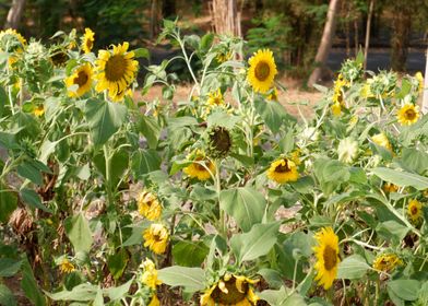 Beautiful Fresh Sunflower