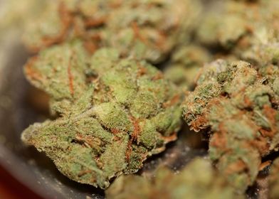 Cannabis AMG super skank 