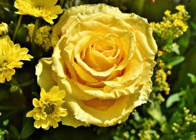 Yellow Rose In Bloom