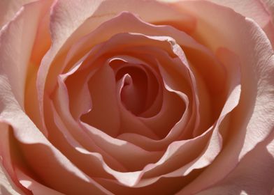 Pale Pink Single Rose