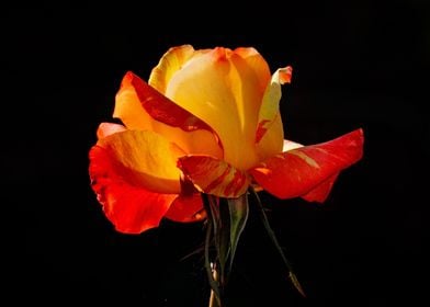 Single Orange Rose 