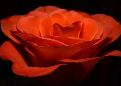 Single Deep Orange Rose