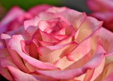 Pink Rose Petal Layers