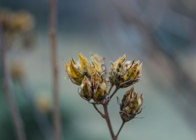 dead flower winter shoot  