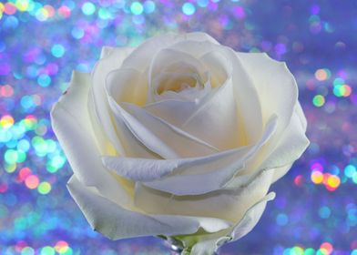 Single White Rose On Bokeh