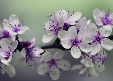 White And Lilac Blossoms