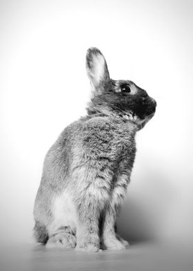 Matti Rabbit