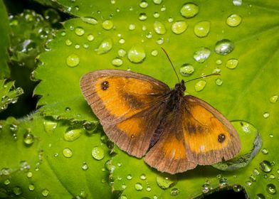 Gatekeeper Butterfly