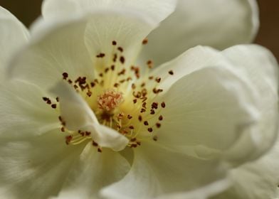 Single Cream Rose