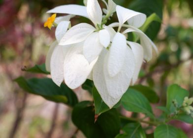 Beautiful Fresh Flower