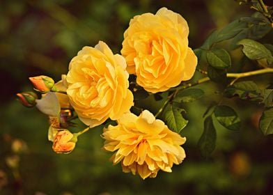 Yellow Spring Roses