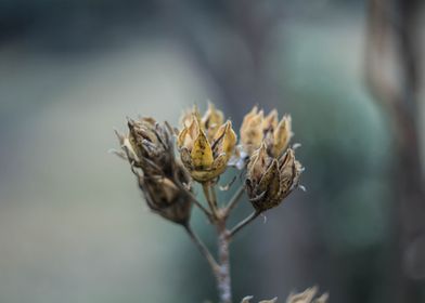 dead plant winter shoot   