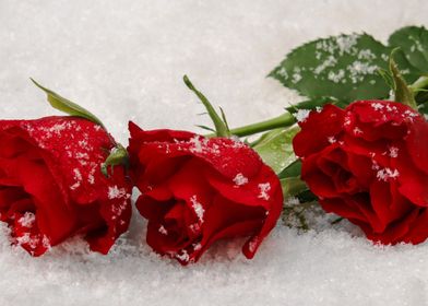 Red Roses In Snow